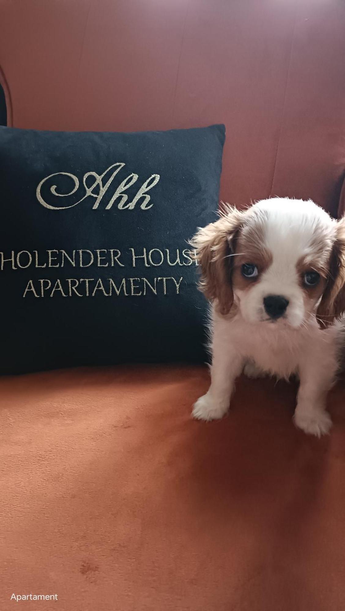 Apartamenty Holender House Choczewo エクステリア 写真